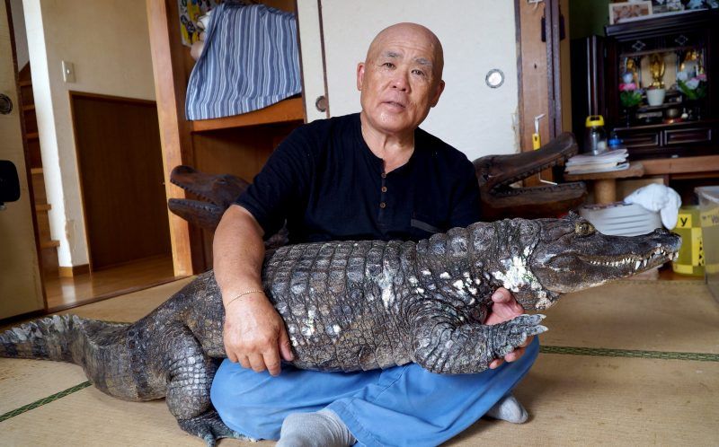 ông Nobumitsu Murabayashi bên chú cá sấu ông Nobumitsu Murabayashi bên chú cá sấu